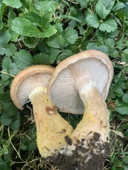Desarmillaria
