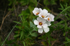 Eustoma russellianum