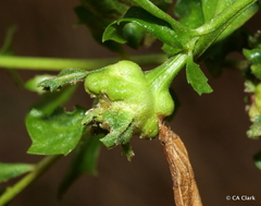 Rhopalomyia californica