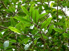 Elaeocarpus hookerianus