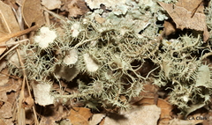 Usnea intermedia