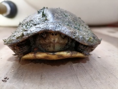 Kinosternon integrum