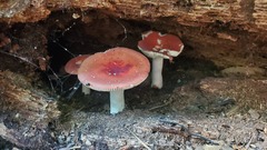 Russula rosacea