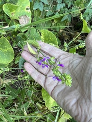 Dicliptera brachiata
