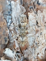 Gonatista grisea