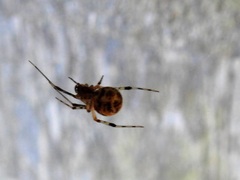 Parasteatoda tepidariorum