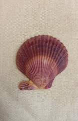 Mimachlamys asperrima