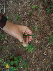 Cyperus plukenetii