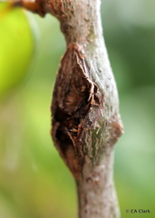 Cynipoidea