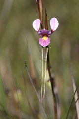 Diuris punctata