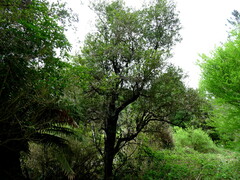 Elaeocarpus hookerianus