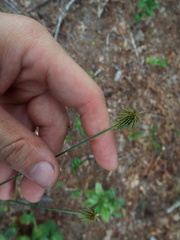 Cyperus plukenetii