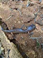 Ensatina eschscholtzii