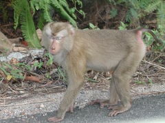 Macaca leonina
