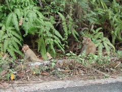 Macaca leonina