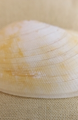 Venerupis galactites