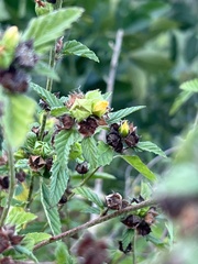 Malvastrum coromandelianum