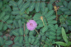Mimosa strigillosa