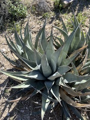 Agave deserti