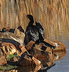 Microcarbo africanus