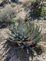 Agave deserti