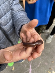 Ensatina eschscholtzii