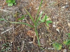 Cyperus plukenetii