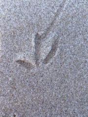 Thinornis cucullatus