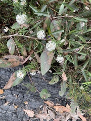 Pimelea linifolia linifolia