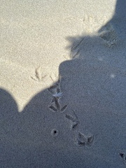 Thinornis cucullatus