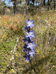 Thelymitra aristata