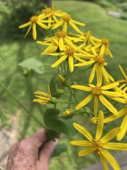 Senecio velleioides