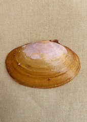 Hiatula biradiata