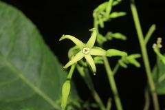 Vasconcellea longiflora