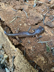 Ensatina eschscholtzii