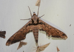 Adhemarius tigrina