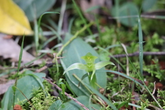 Chiloglottis cornuta