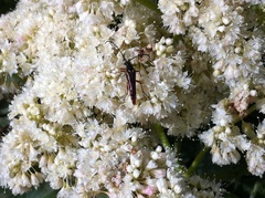 Neobellamira delicata