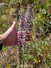 Liatris hesperelegans