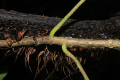 Vasconcellea longiflora