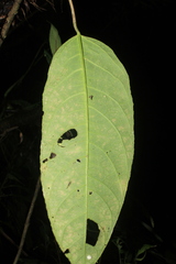 Vasconcellea longiflora