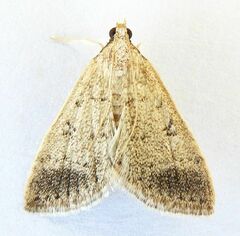Blepharomastix potentalis