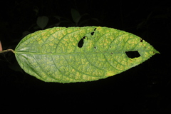 Vasconcellea longiflora