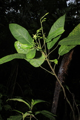 Vasconcellea longiflora