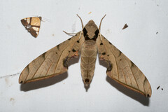 Protambulyx strigilis