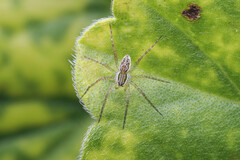 Dolomedes facetus