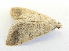 Blepharomastix potentalis