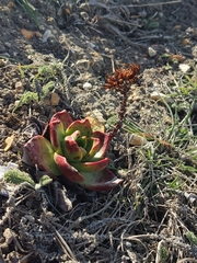 Dudleya farinosa