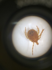 Amblyomma