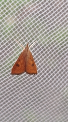 Udea ferrugalis
